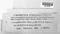 Venturia inaequalis image